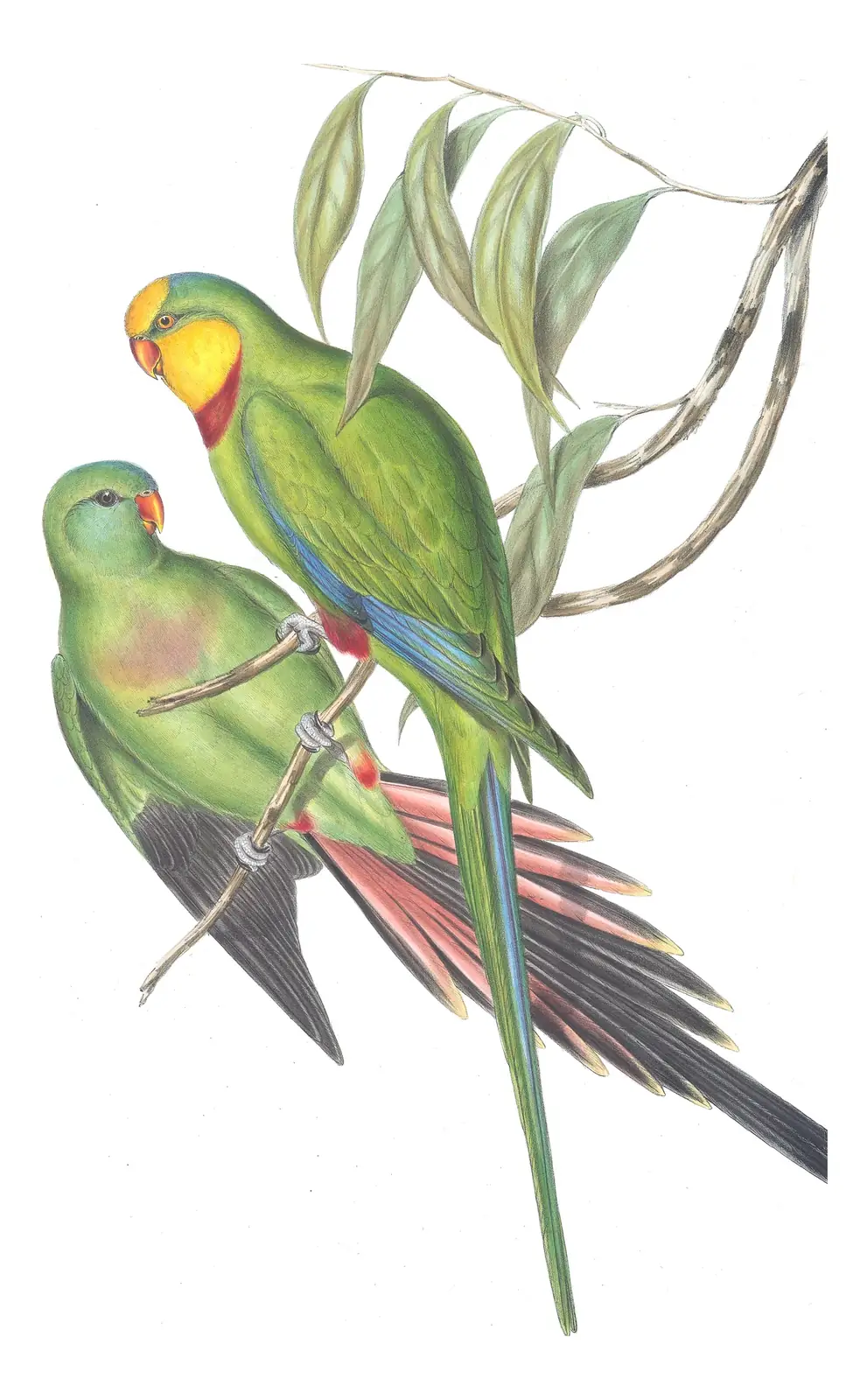 Volume V, plate 15 of Gould's The Birds of Australia: Superb Parrot (Polytelis swainsonii)