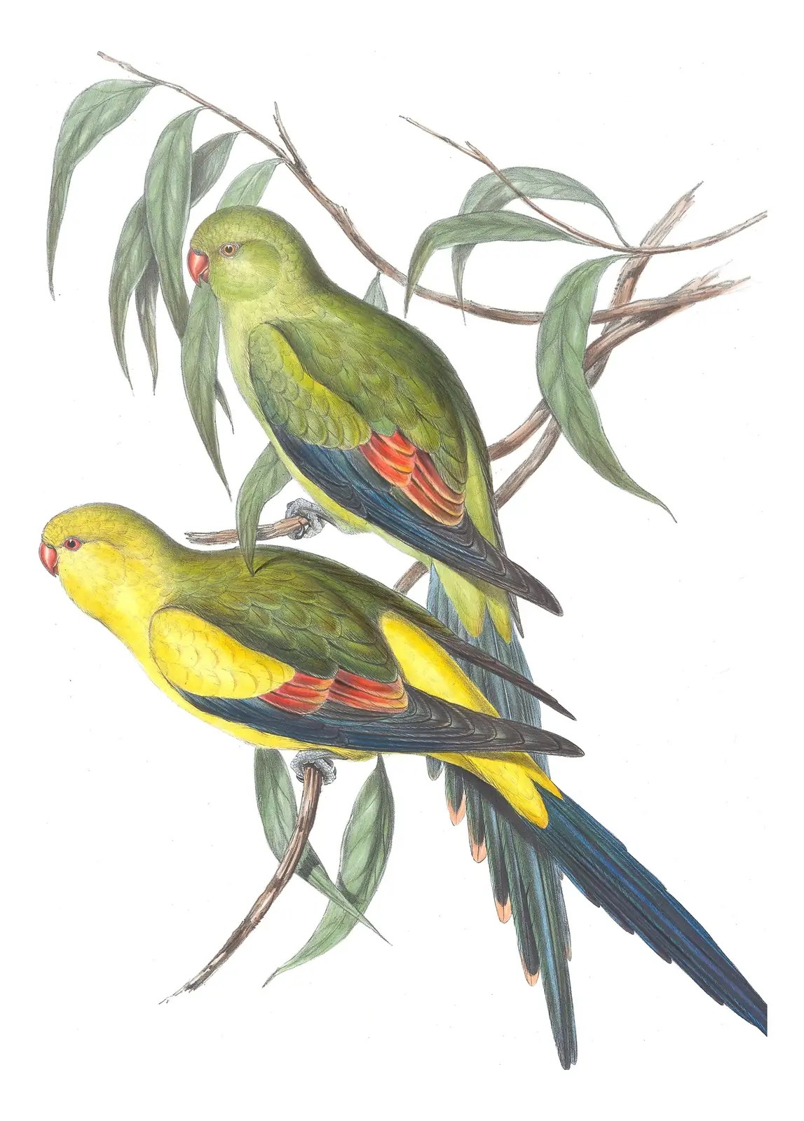 Volume V, plate 16 of Gould's The Birds of Australia: Regent Parrot (Polytelis anthopeplus)