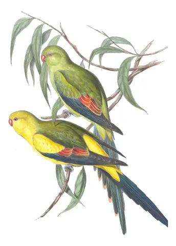 Volume V, plate 16 of Gould's The Birds of Australia: Regent Parrot (Polytelis anthopeplus)
