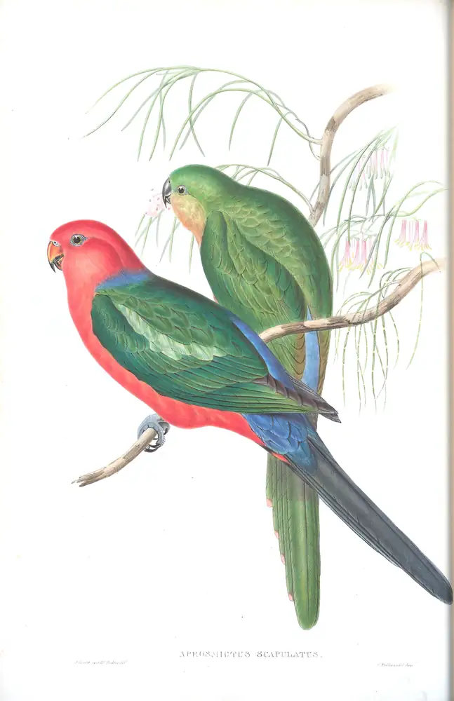 The whole sheet of volume V, plate 17, with its engraved caption