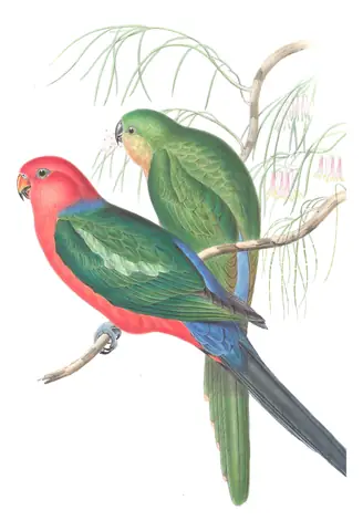 Volume V, plate 17 of Gould's The Birds of Australia: Australian King-Parrot (Alisterus scapularis)