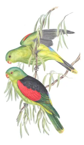 Volume V, plate 18 of Gould's The Birds of Australia: Red-winged Parrot (Aprosmictus erythropterus)