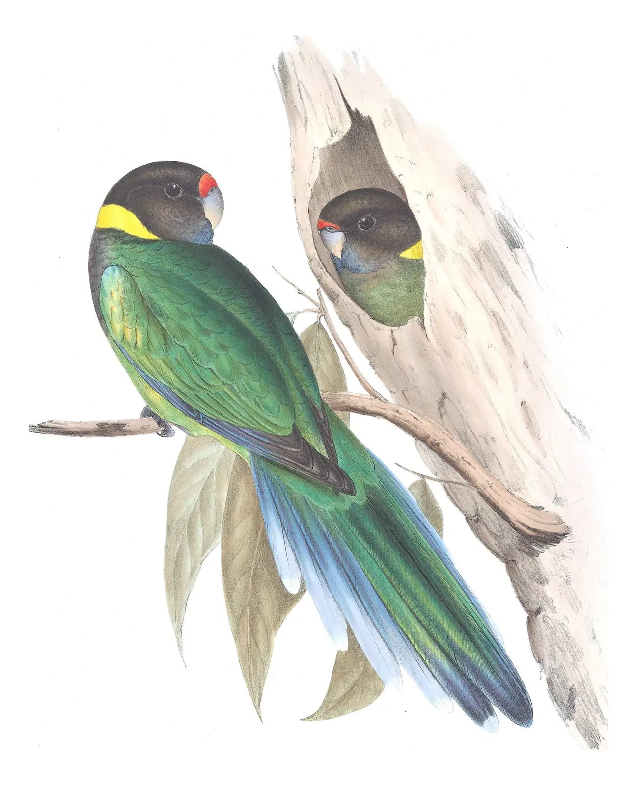 Volume V, plate 19 of Gould's The Birds of Australia: Australian Ringneck (Barnardius zonarius)