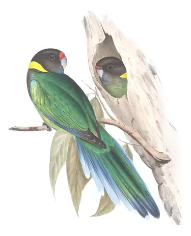 Volume V, plate 19 of Gould's The Birds of Australia: Australian Ringneck (Barnardius zonarius)