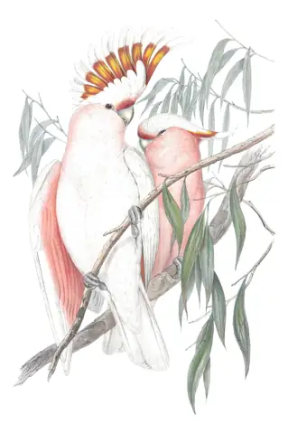 Volume V, plate 2 of Gould's The Birds of Australia: Pink Cockatoo (Cacatua leadbeateri)
