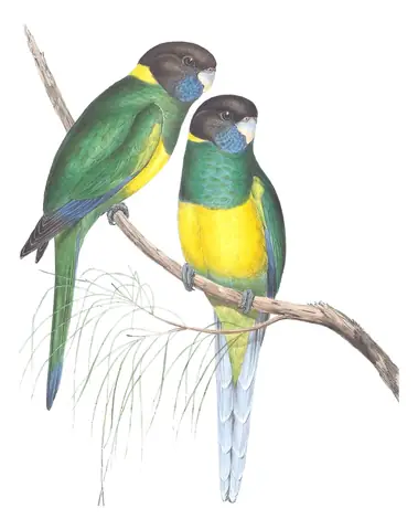 Volume V, plate 20 of Gould's The Birds of Australia: Australian Ringneck (Barnardius zonarius)