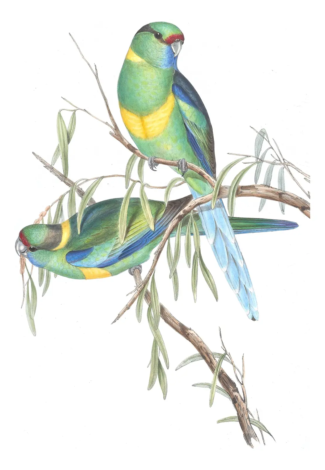 Volume V, plate 21 of Gould's The Birds of Australia: Australian Ringneck (Barnardius zonarius)