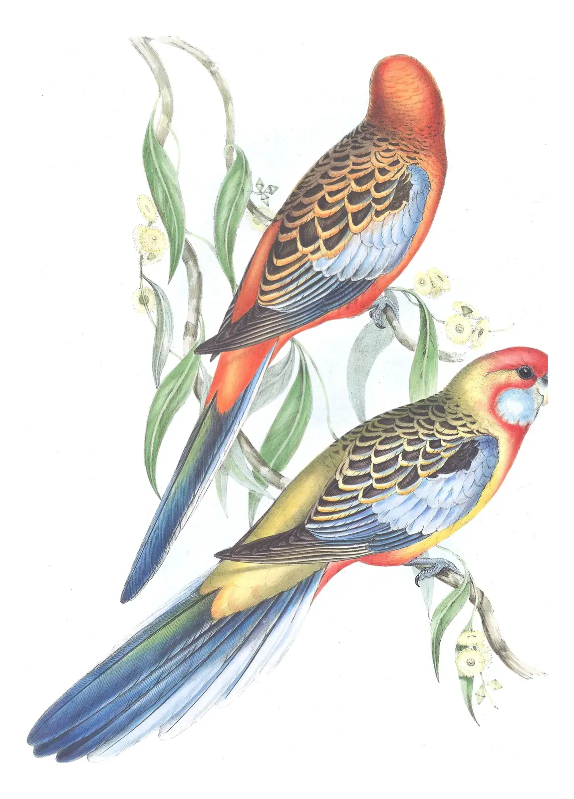 Volume V, plate 22 of Gould's The Birds of Australia: Crimson Rosella (Platycercus elegans)
