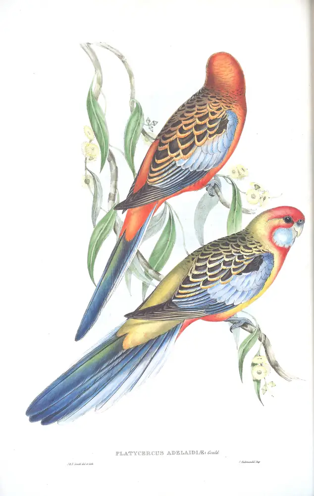 The whole sheet of volume V, plate 22, with its engraved caption