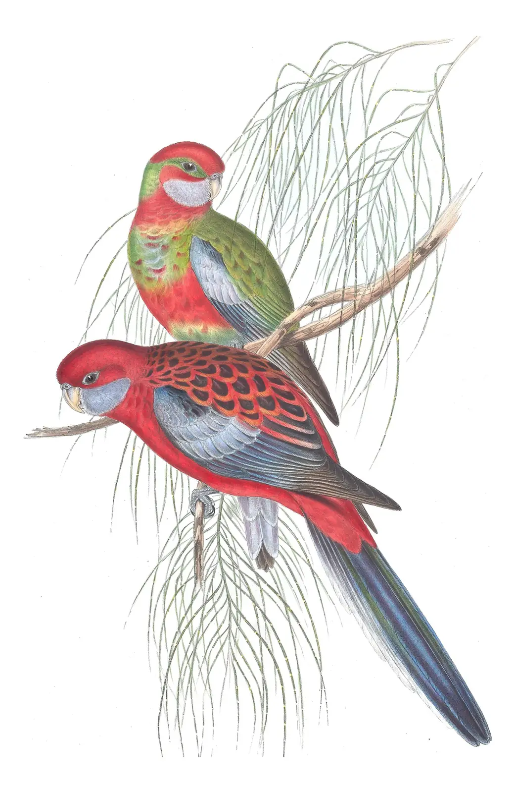 Volume V, plate 23 of Gould's The Birds of Australia: Crimson Rosella (Platycercus elegans)