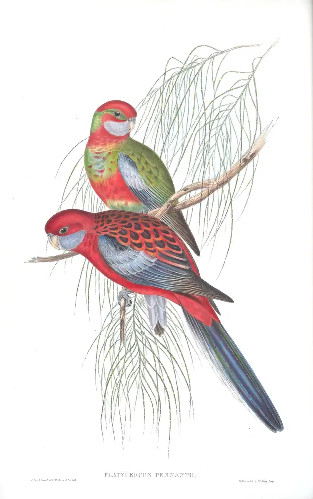 The whole sheet of volume V, plate 23, with its engraved caption