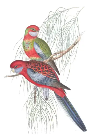 Volume V, plate 23 of Gould's The Birds of Australia: Crimson Rosella (Platycercus elegans)