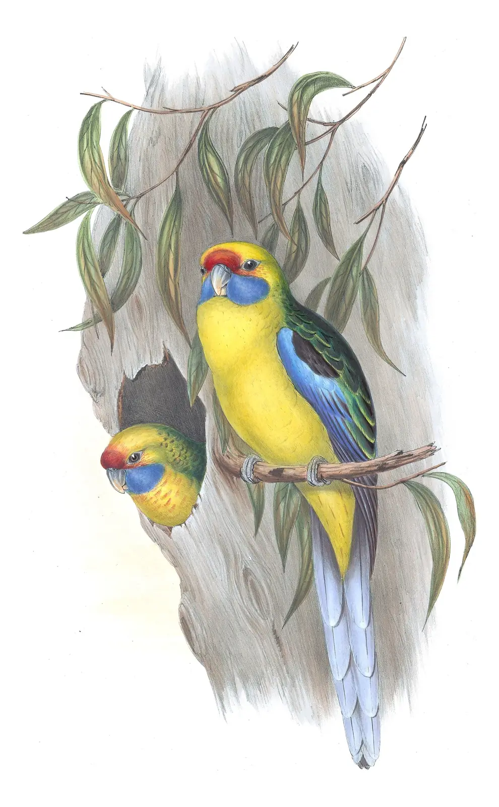 Volume V, plate 24 of Gould's The Birds of Australia: Green Rosella (Platycercus caledonicus)