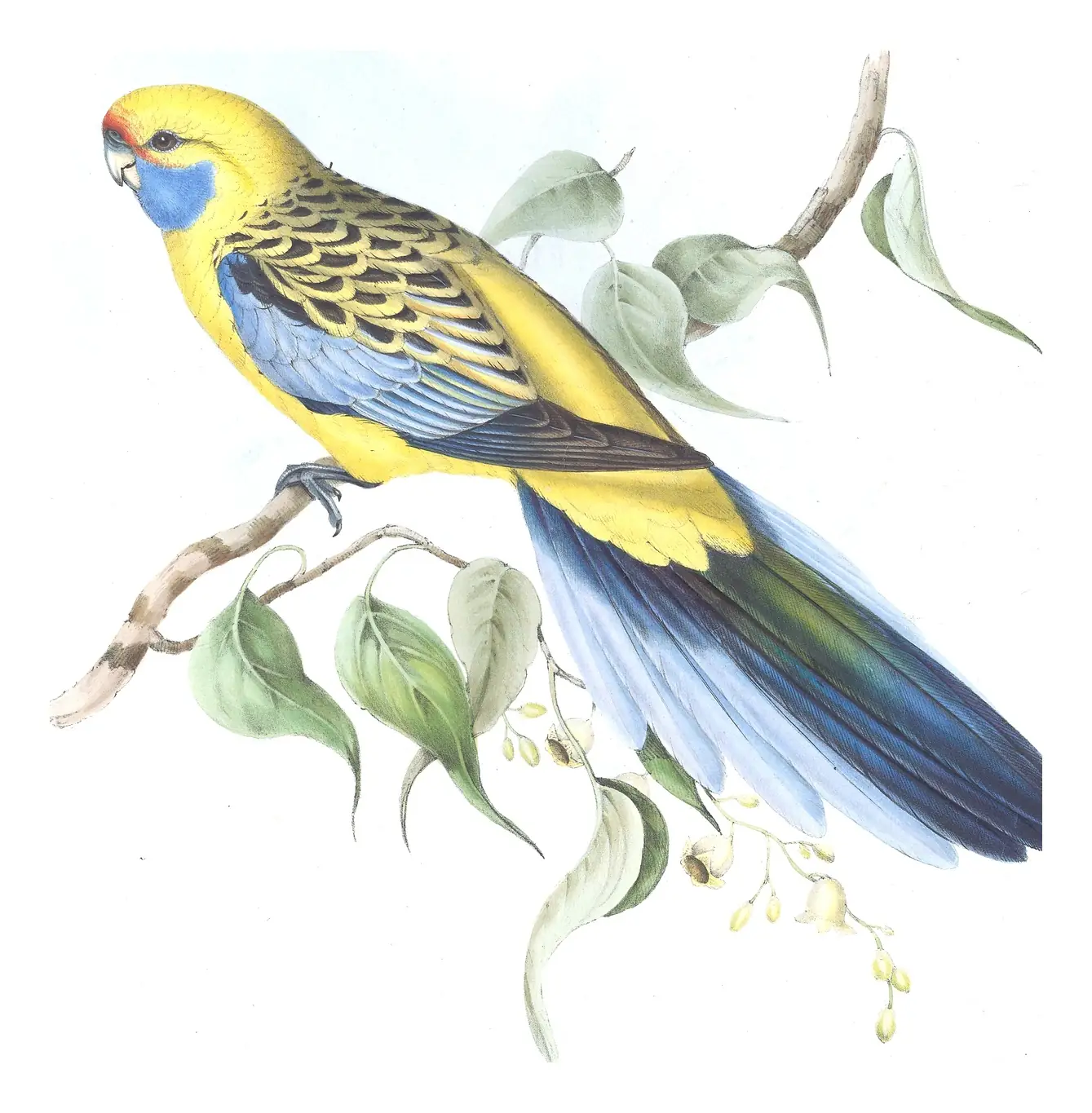 Volume V, plate 25 of Gould's The Birds of Australia: Crimson Rosella (Platycercus elegans)