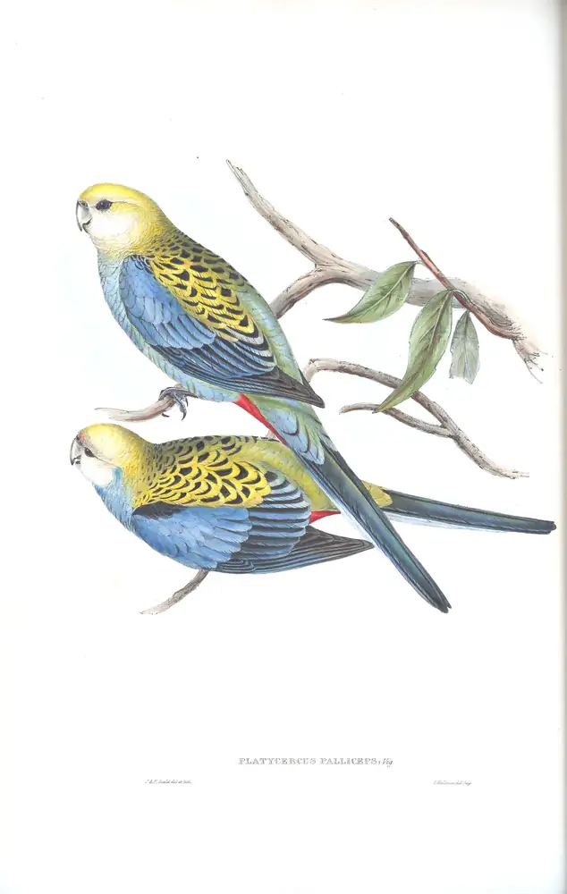 The whole sheet of volume V, plate 26, with its engraved caption