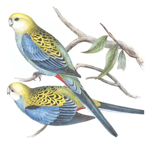 Volume V, plate 26 of Gould's The Birds of Australia: Pale-headed Rosella (Platycercus adscitus)