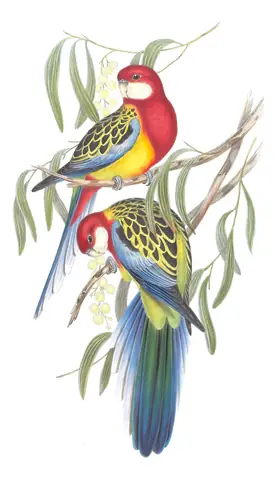 Volume V, plate 27 of Gould's The Birds of Australia: Eastern Rosella (Platycercus eximius)