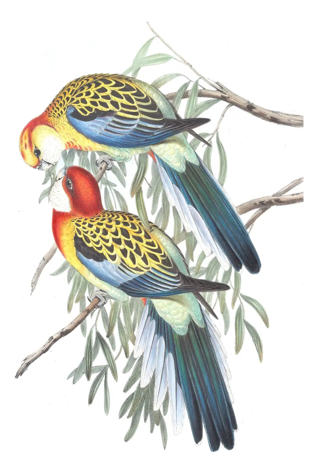 Volume V, plate 28 of Gould's The Birds of Australia: Eastern Rosella (Platycercus eximius)