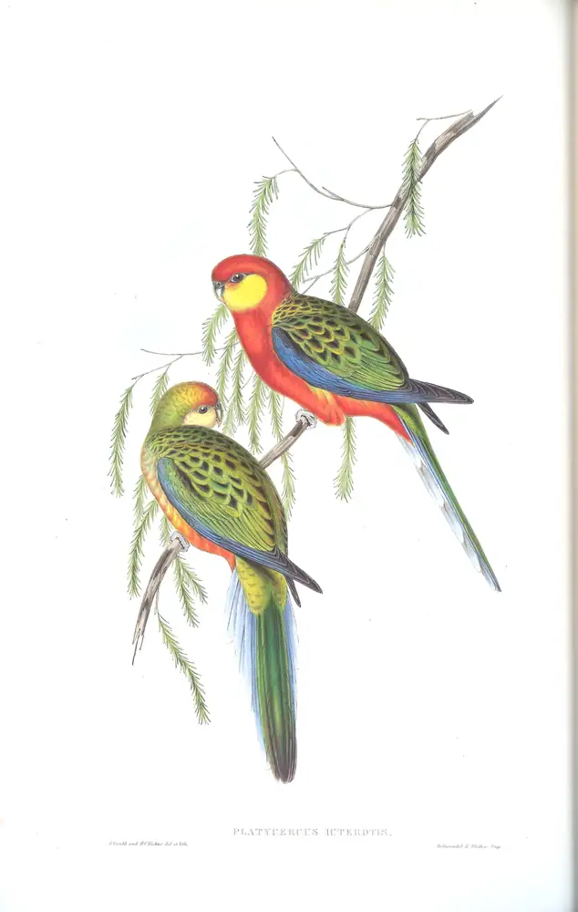 The whole sheet of volume V, plate 29, with its engraved caption