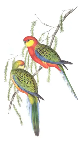 Volume V, plate 29 of Gould's The Birds of Australia: Western Rosella (Platycercus icterotis)