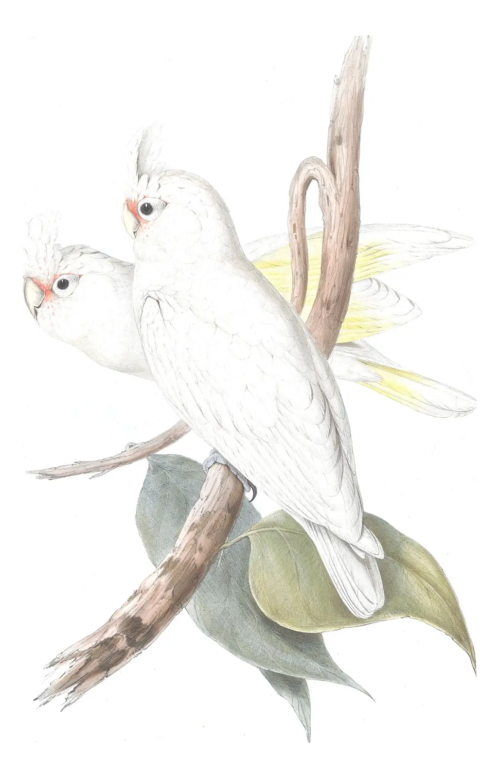 Volume V, plate 3 of Gould's The Birds of Australia: Little Corella (Cacatua sanguinea)
