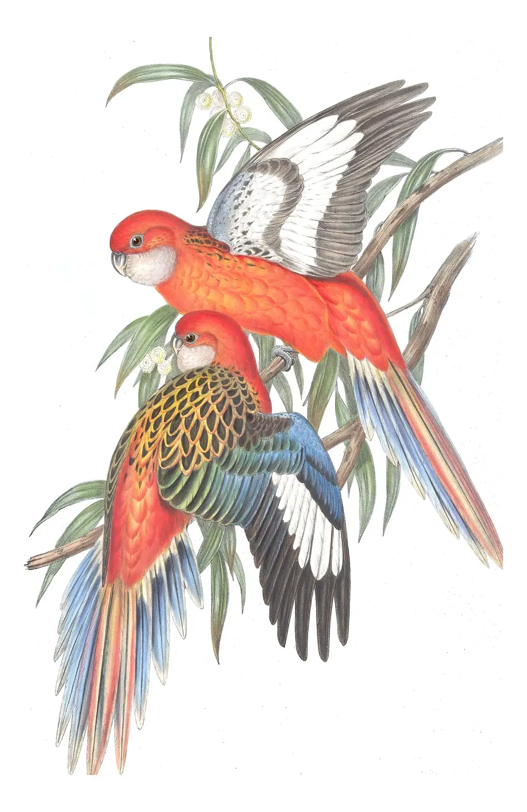 Volume V, plate 30 of Gould's The Birds of Australia: “Fiery Parrakeet”, not identified