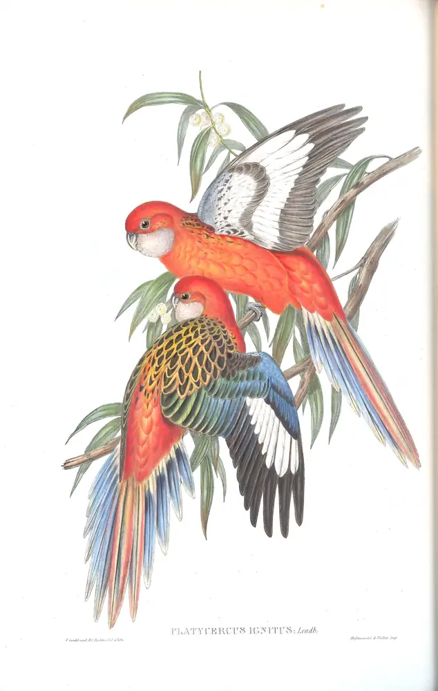The whole sheet of volume V, plate 30, with its engraved caption