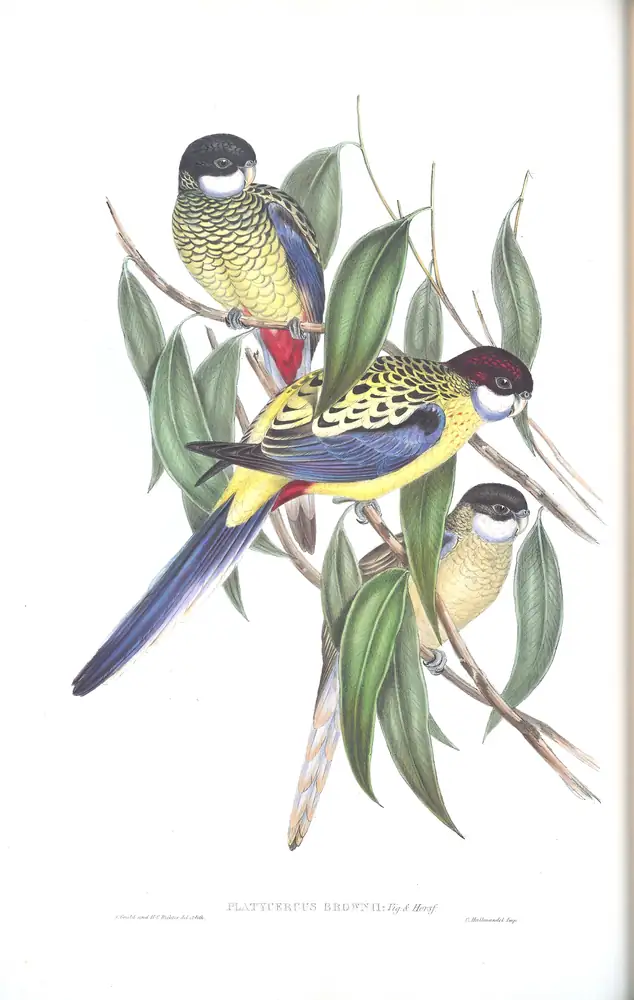 The whole sheet of volume V, plate 31, with its engraved caption