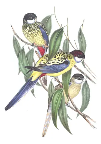Volume V, plate 31 of Gould's The Birds of Australia: Northern Rosella (Platycercus venustus)