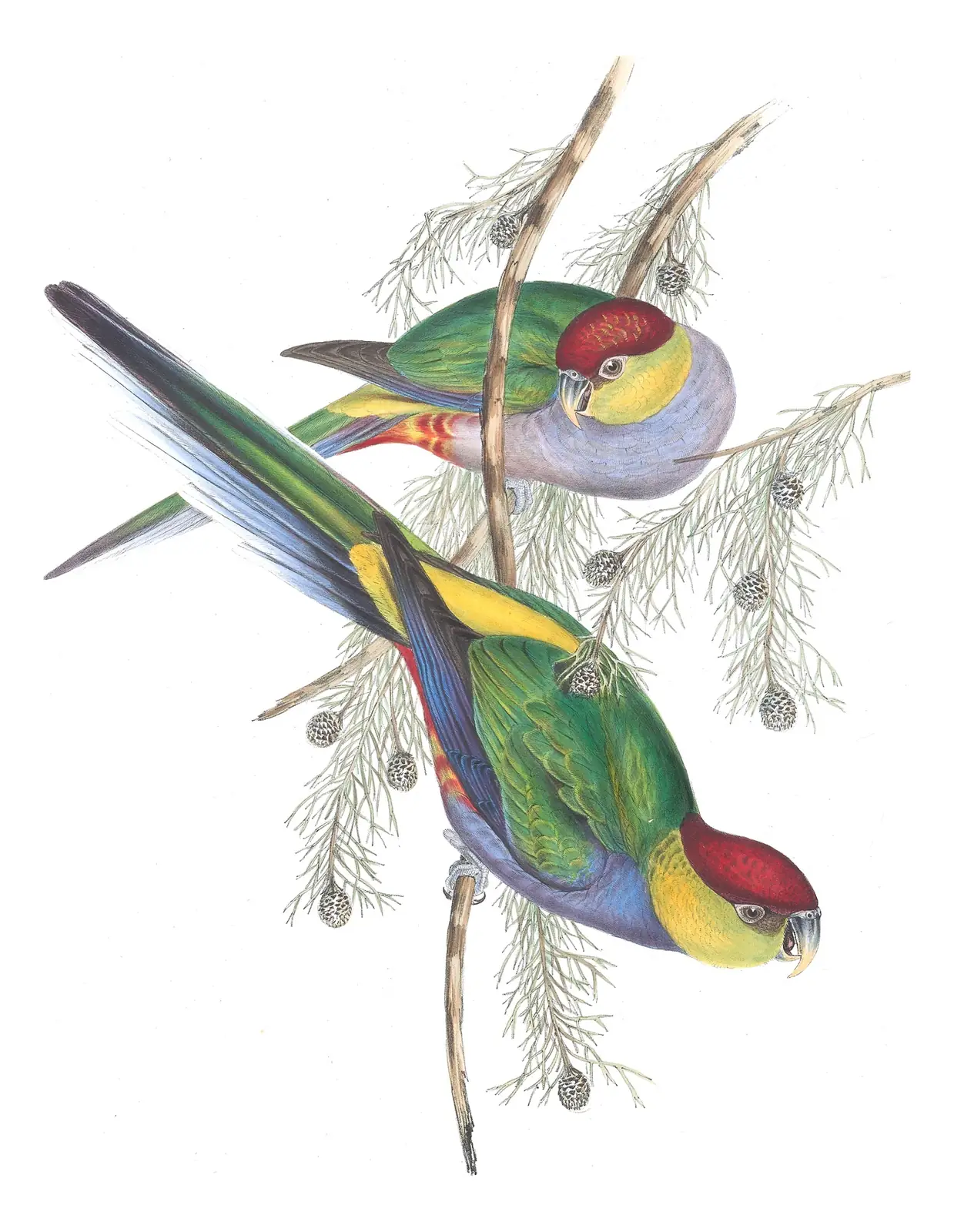 Volume V, plate 32 of Gould's The Birds of Australia: Red-capped Parrot (Purpureicephalus spurius)