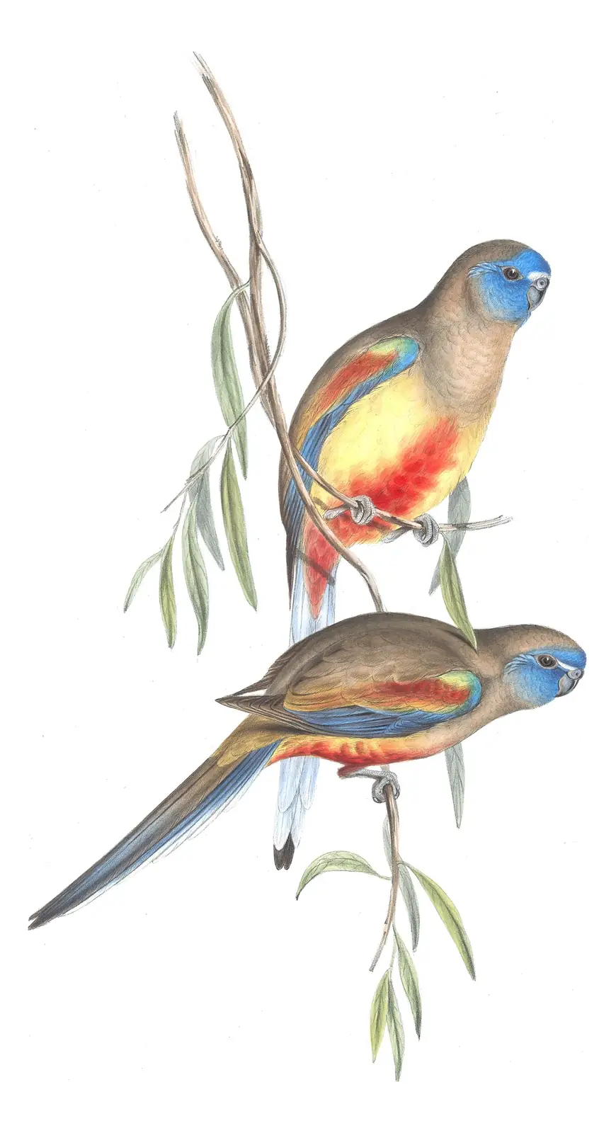 Volume V, plate 33 of Gould's The Birds of Australia: Greater Bluebonnet (Northiella haematogaster)