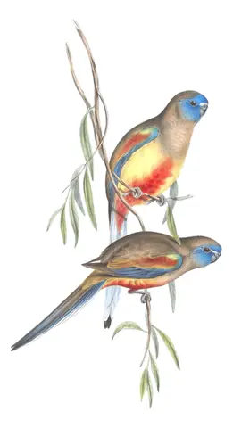 Volume V, plate 33 of Gould's The Birds of Australia: Greater Bluebonnet (Northiella haematogaster)