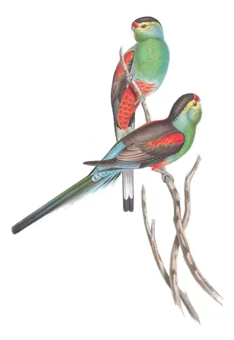 Volume V, plate 34 of Gould's The Birds of Australia: Paradise Parrot (Psephotellus pulcherrimus)
