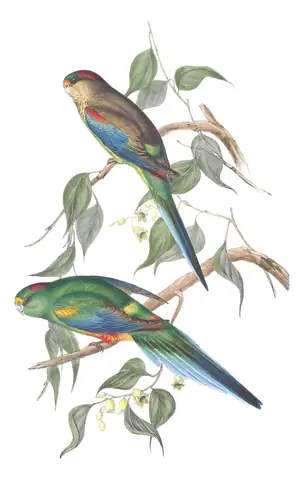 Volume V, plate 35 of Gould's The Birds of Australia: Mulga Parrot (Psephotellus varius)