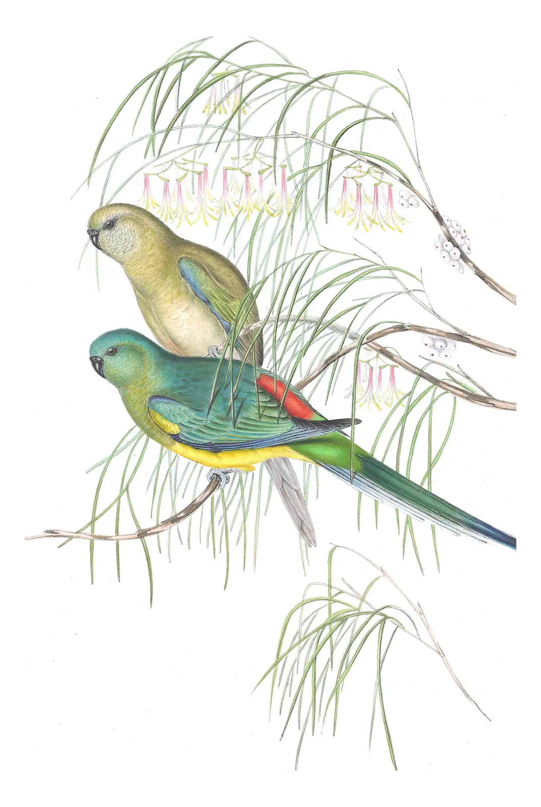 Volume V, plate 36 of Gould's The Birds of Australia: Red-rumped Parrot (Psephotus haematonotus)