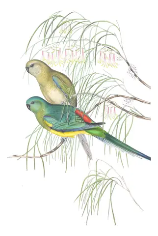 Volume V, plate 36 of Gould's The Birds of Australia: Red-rumped Parrot (Psephotus haematonotus)
