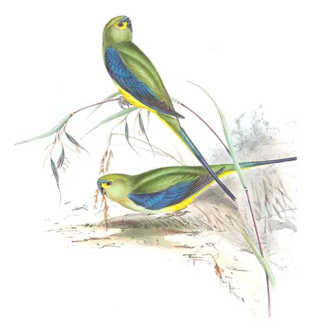Volume V, plate 37 of Gould's The Birds of Australia: Blue-winged Parrot (Neophema chrysostoma)