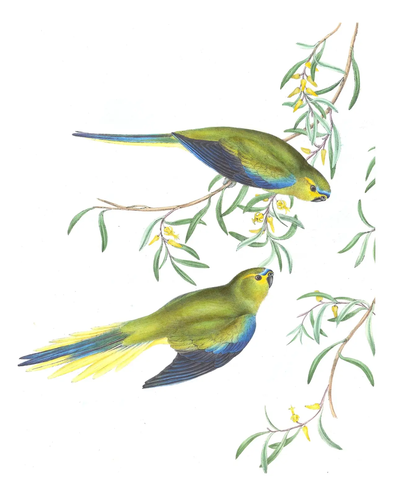 Volume V, plate 38 of Gould's The Birds of Australia: Elegant Parrot (Neophema elegans)