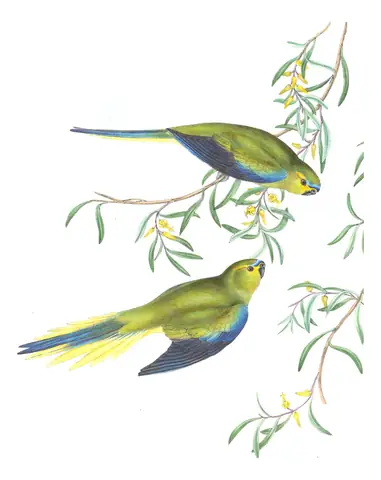 Volume V, plate 38 of Gould's The Birds of Australia: Elegant Parrot (Neophema elegans)