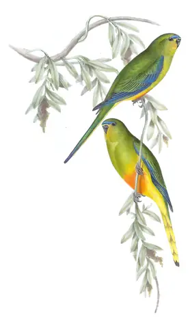 Volume V, plate 39 of Gould's The Birds of Australia: Orange-bellied Parrot (Neophema chrysogaster)