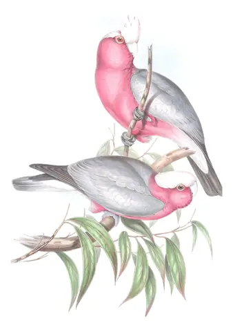 Volume V, plate 4 of Gould's The Birds of Australia: Galah (Eolophus roseicapilla)
