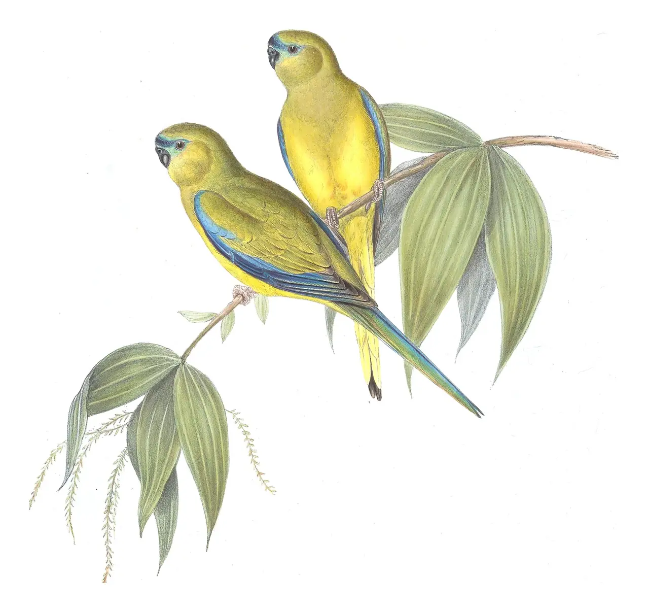 Volume V, plate 40 of Gould's The Birds of Australia: Rock Parrot (Neophema petrophila)