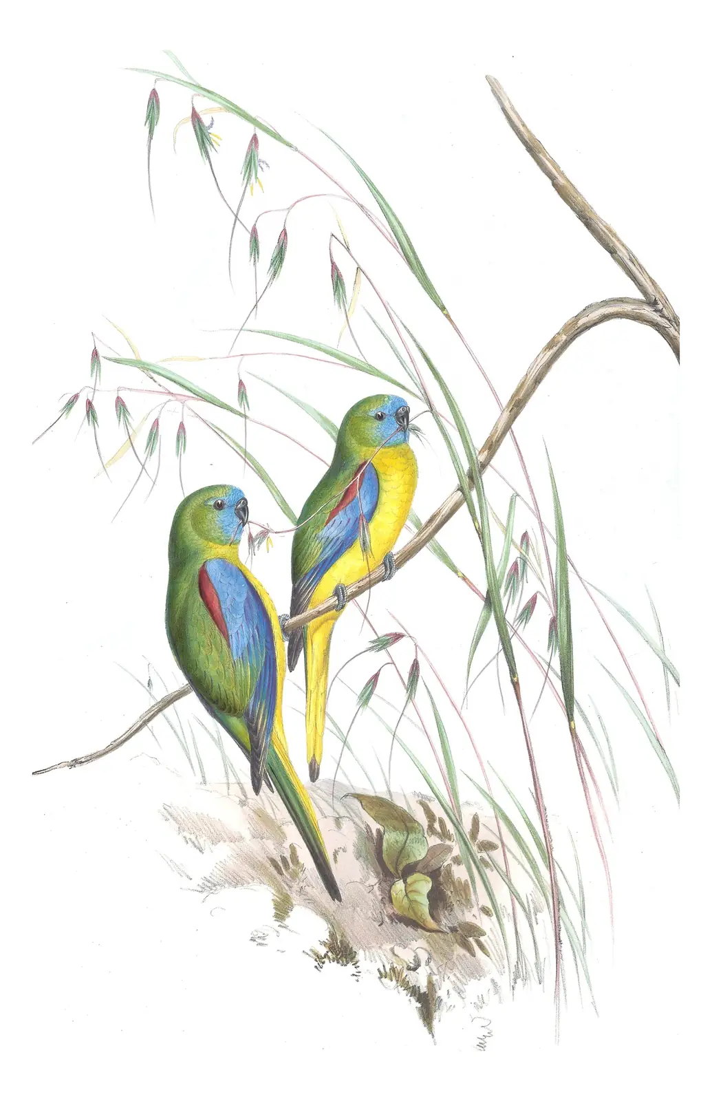 Volume V, plate 41 of Gould's The Birds of Australia: Turquoise Parrot (Neophema pulchella)