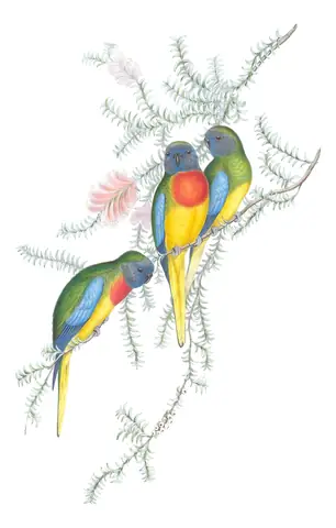 Volume V, plate 42 of Gould's The Birds of Australia: Scarlet-chested Parrot (Neophema splendida)
