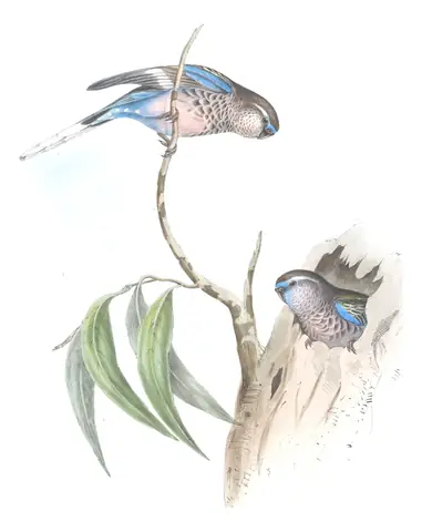 Volume V, plate 43 of Gould's The Birds of Australia: Bourke's Parrot (Neopsephotus bourkii)