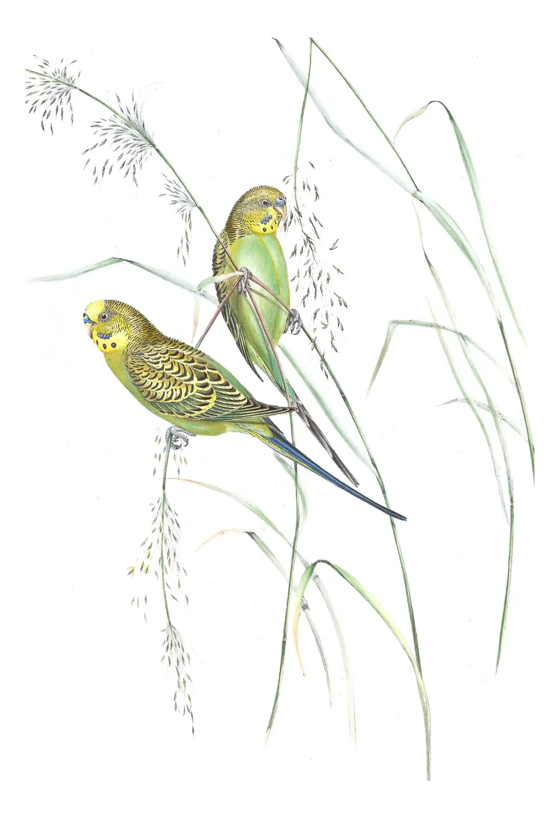 Volume V, plate 44 of Gould's The Birds of Australia: Budgerigar (Melopsittacus undulatus)