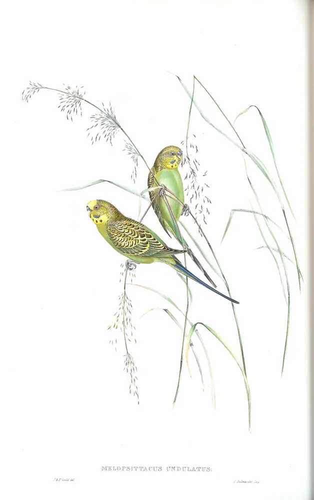 The whole sheet of volume V, plate 44, with its engraved caption