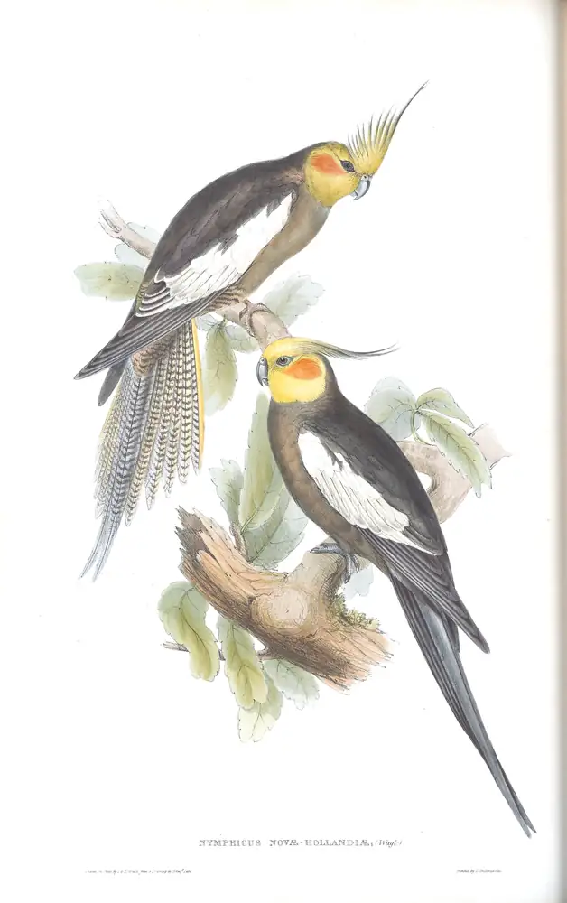 The whole sheet of volume V, plate 45, with its engraved caption