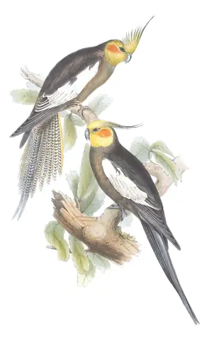 Volume V, plate 45 of Gould's The Birds of Australia: Cockatiel (Nymphicus hollandicus)