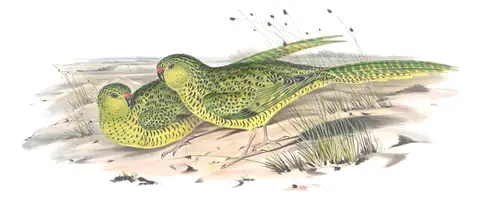 Volume V, plate 46 of Gould's The Birds of Australia: Ground Parrot (Pezoporus wallicus)